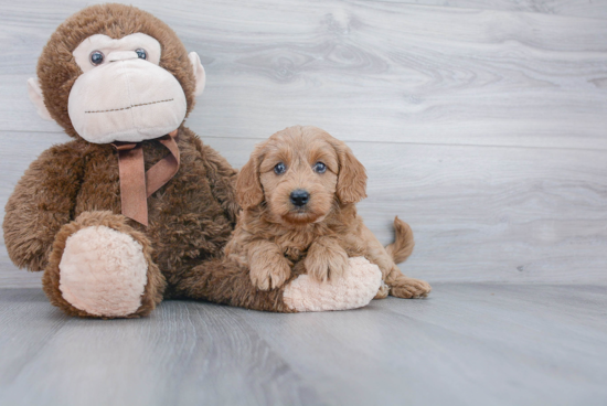 Best Mini Goldendoodle Baby