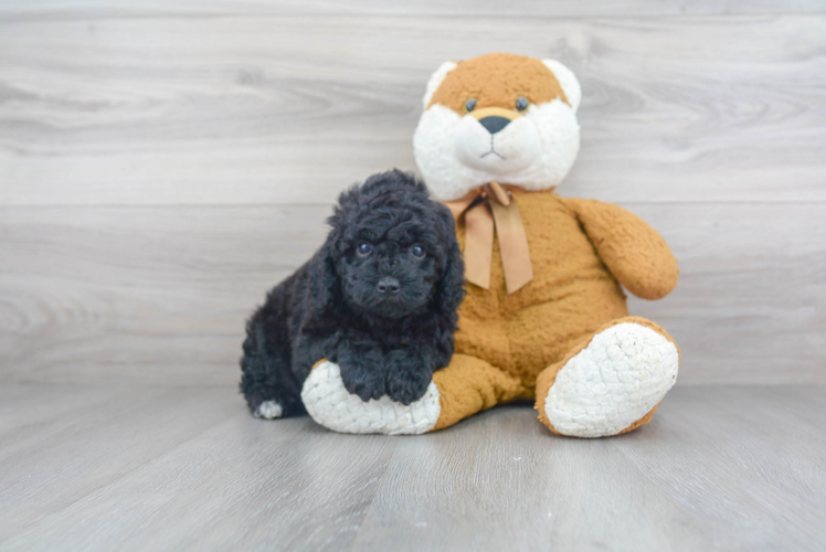 Fluffy Mini Goldendoodle Poodle Mix Pup