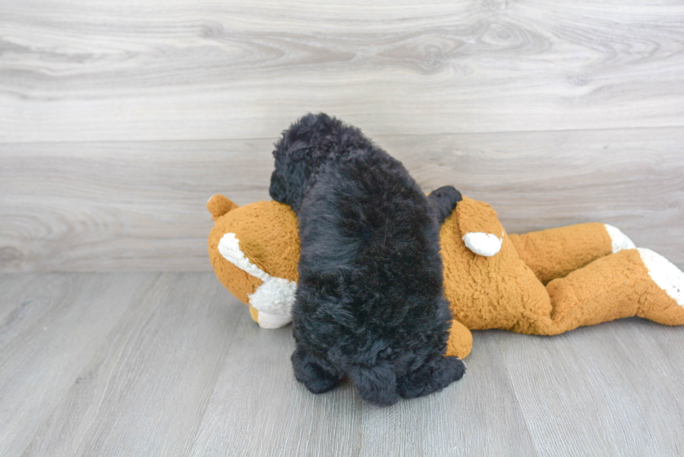 Happy Mini Goldendoodle Baby