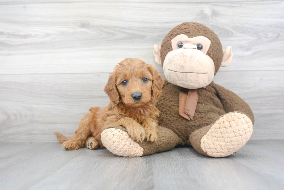 Little Golden Retriever Poodle Mix Puppy