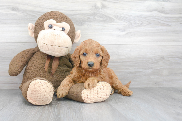 Mini Goldendoodle Pup Being Cute