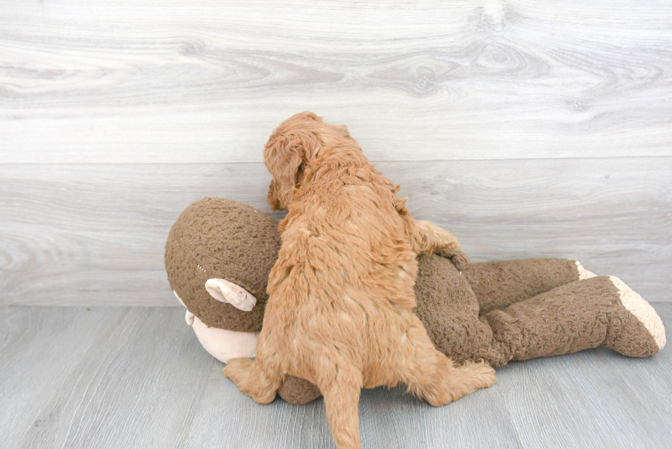 Funny Mini Goldendoodle Poodle Mix Pup
