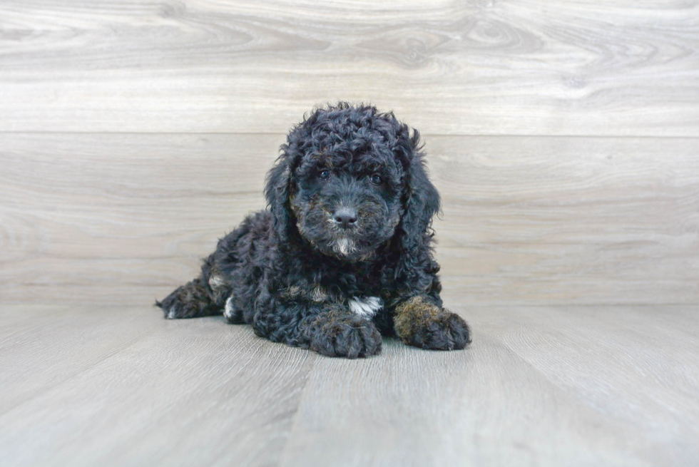 Petite Mini Goldendoodle Poodle Mix Pup