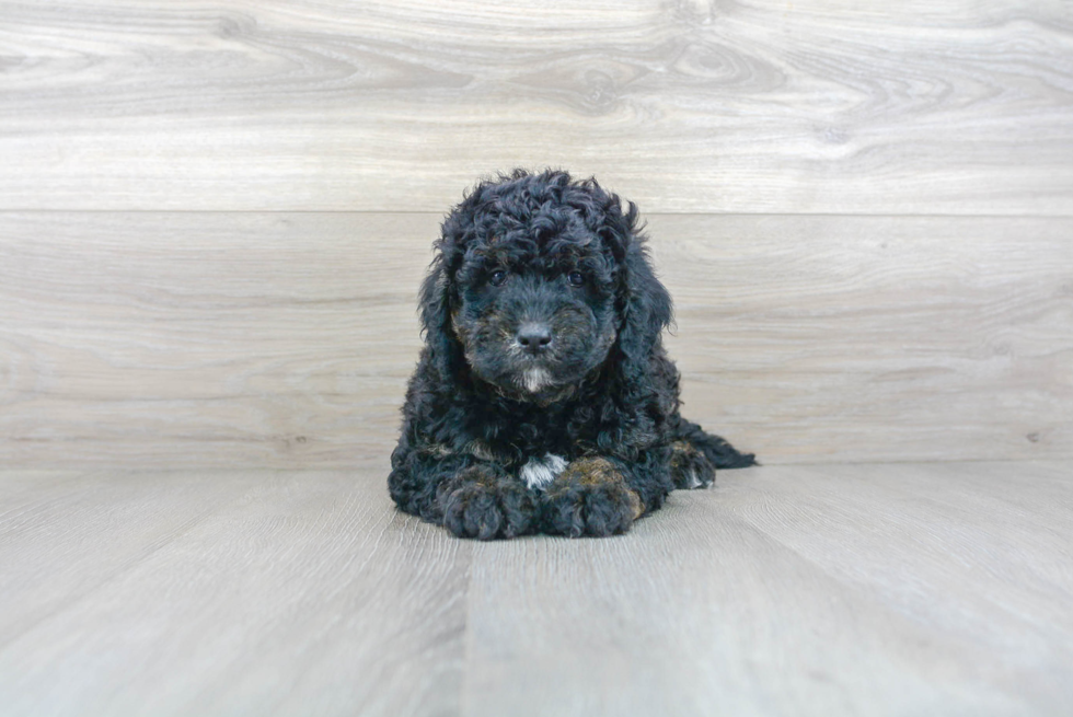 Hypoallergenic Golden Retriever Poodle Mix Puppy