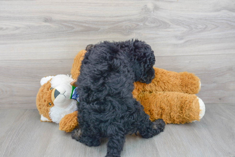 Playful Golden Retriever Poodle Mix Puppy