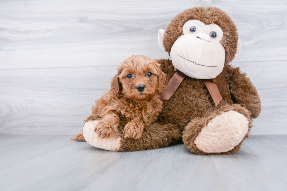 Best Mini Goldendoodle Baby