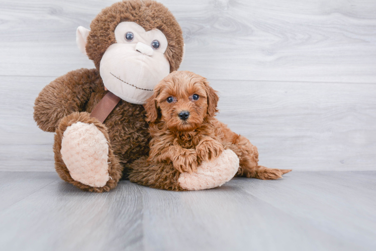 Smart Mini Goldendoodle Poodle Mix Pup