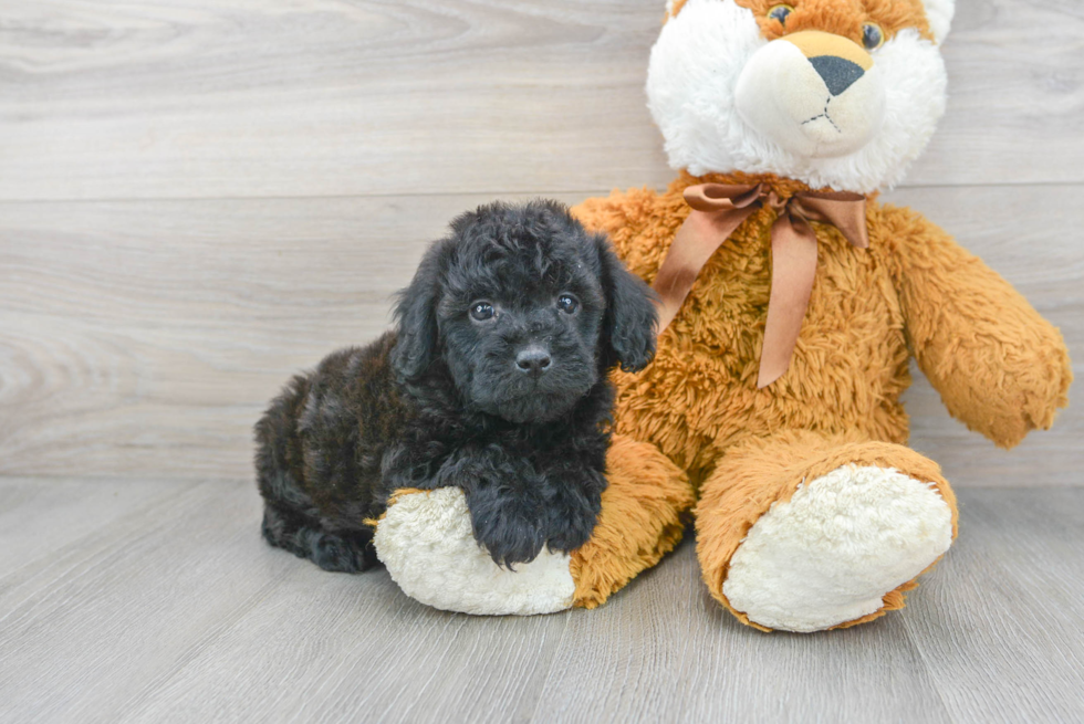 Best Mini Goldendoodle Baby