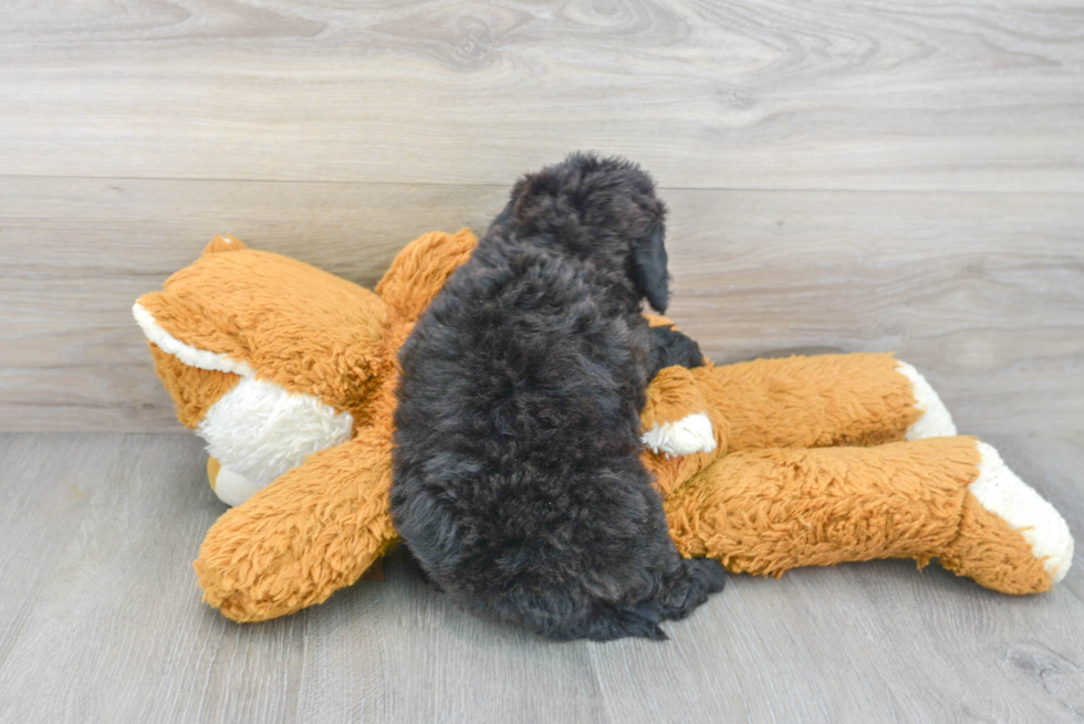 Smart Mini Goldendoodle Poodle Mix Pup