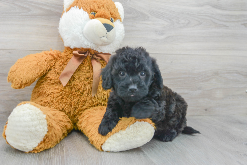 Mini Goldendoodle Puppy for Adoption