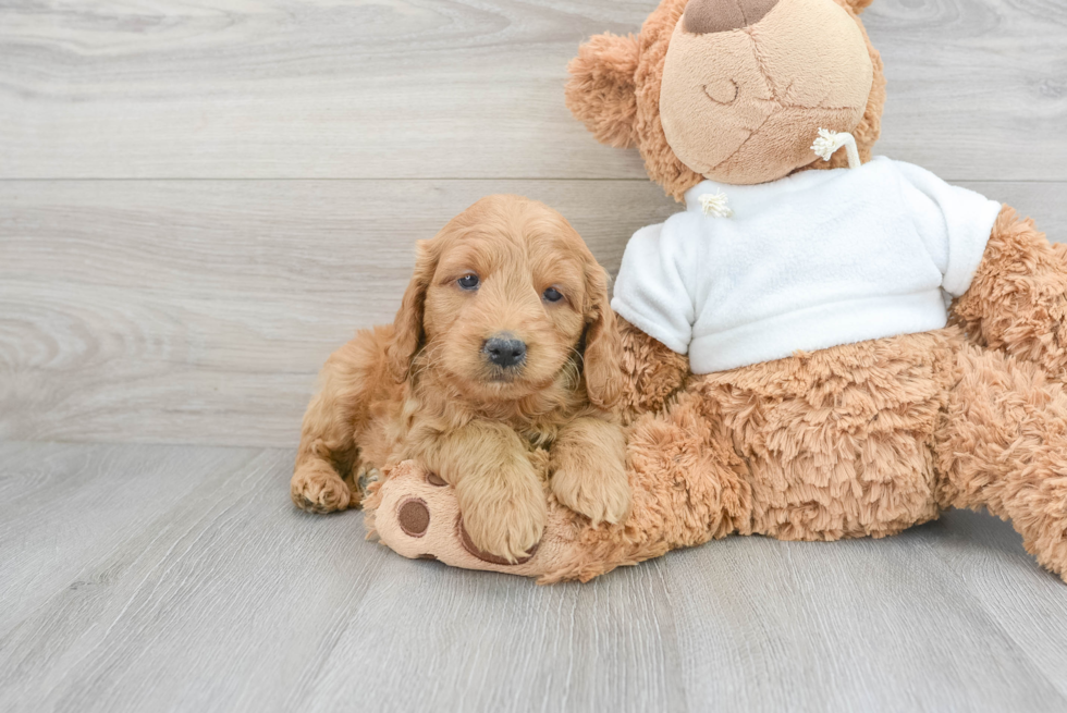 Mini Goldendoodle Pup Being Cute