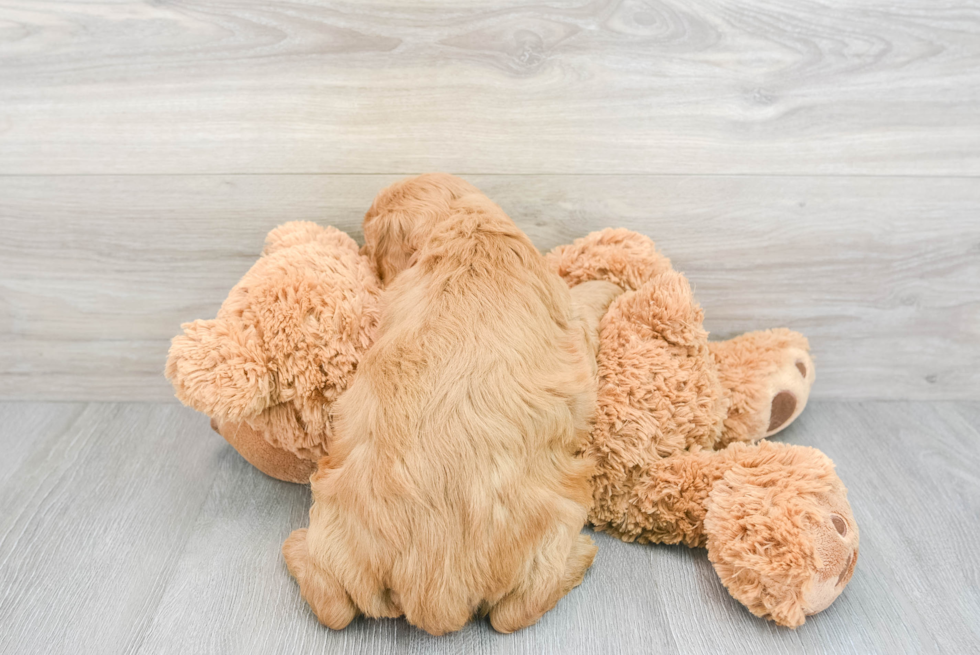 Mini Goldendoodle Puppy for Adoption