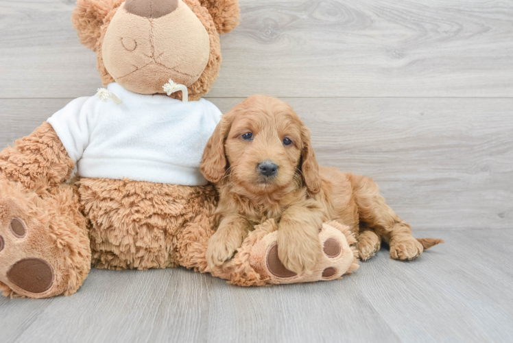 Fluffy Mini Goldendoodle Poodle Mix Pup