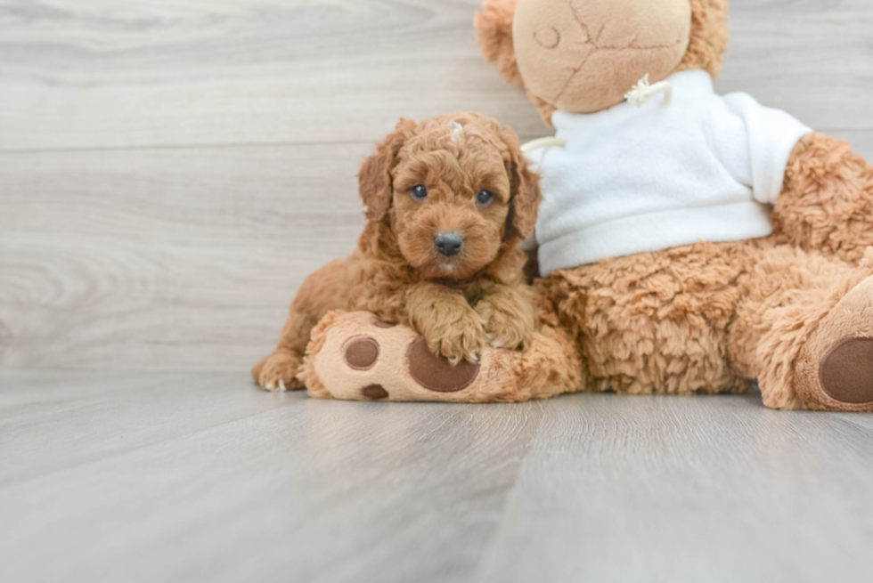 Sweet Mini Goldendoodle Baby