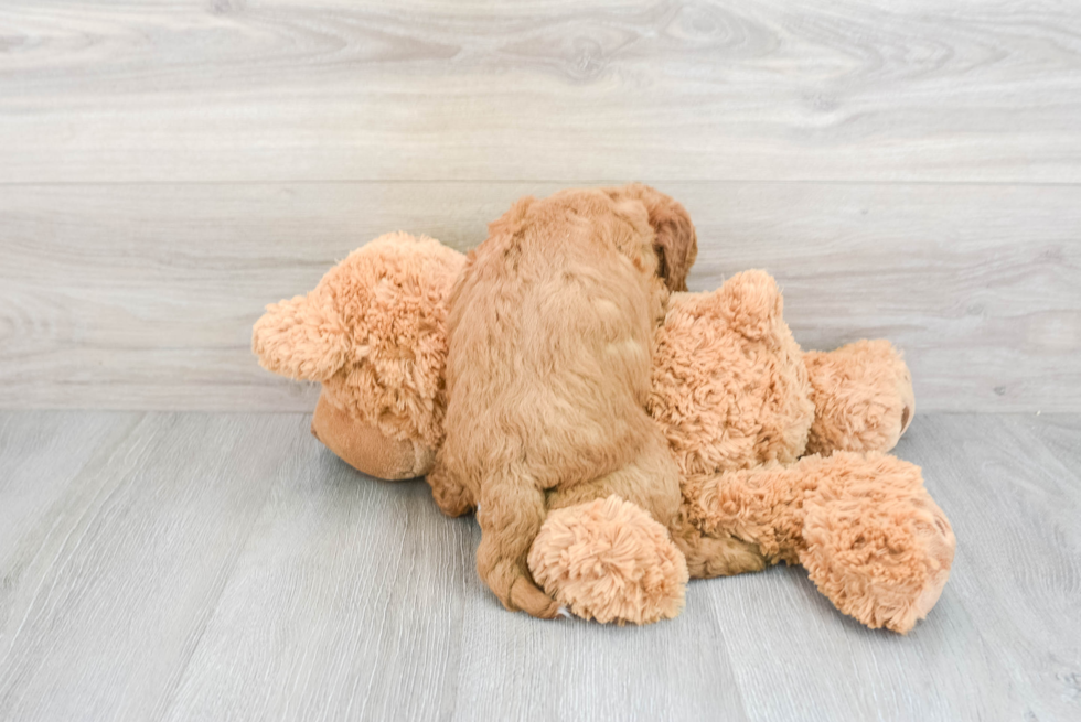 Small Mini Goldendoodle Baby