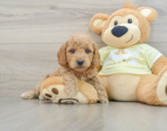 7 week old Mini Goldendoodle Puppy For Sale - Premier Pups