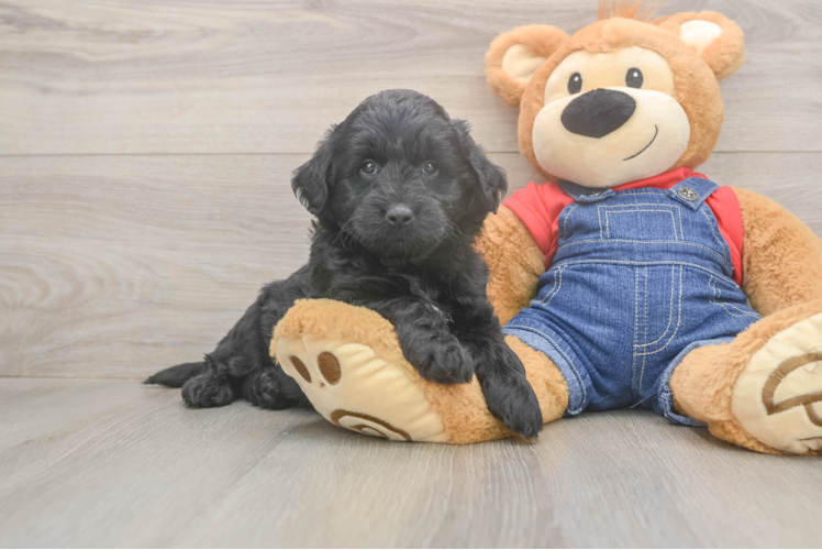 Mini Goldendoodle Puppy for Adoption