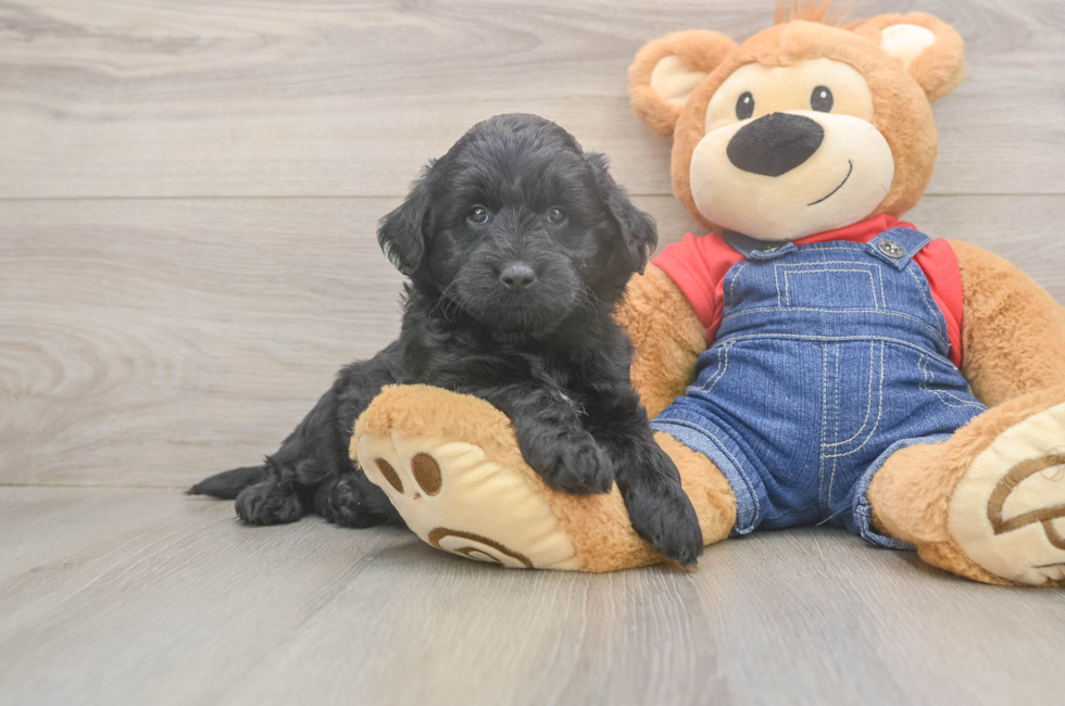 5 week old Mini Goldendoodle Puppy For Sale - Premier Pups