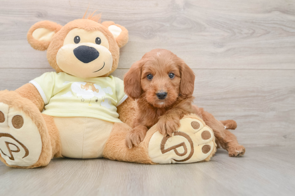 Best Mini Goldendoodle Baby