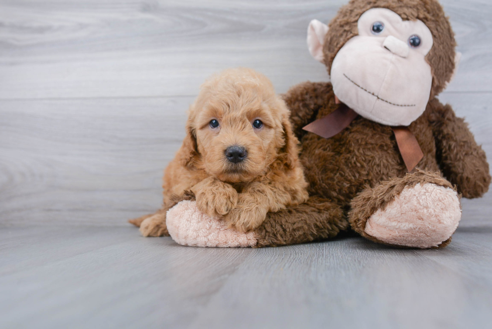 Energetic Golden Retriever Poodle Mix Puppy