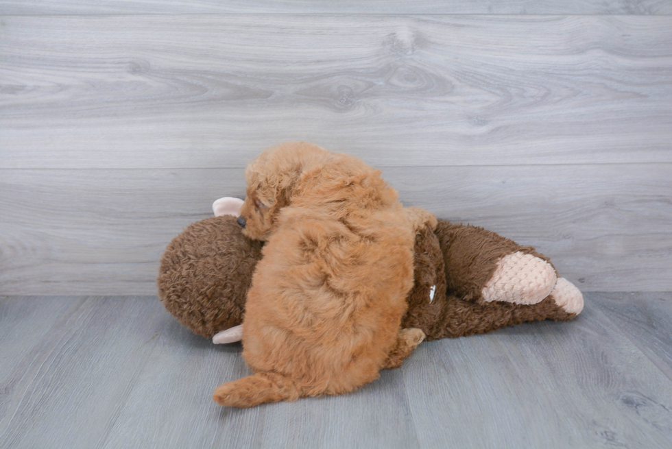 Mini Goldendoodle Puppy for Adoption