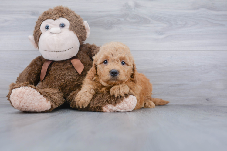 Mini Goldendoodle Pup Being Cute