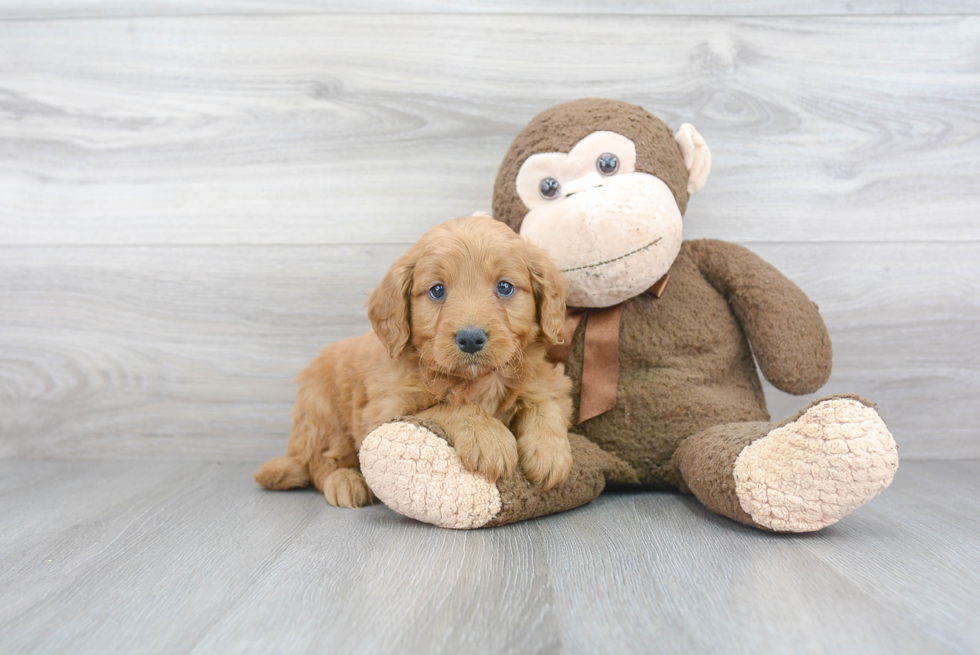 Mini Goldendoodle Puppy for Adoption