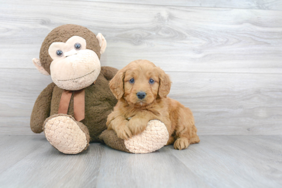 Mini Goldendoodle Puppy for Adoption