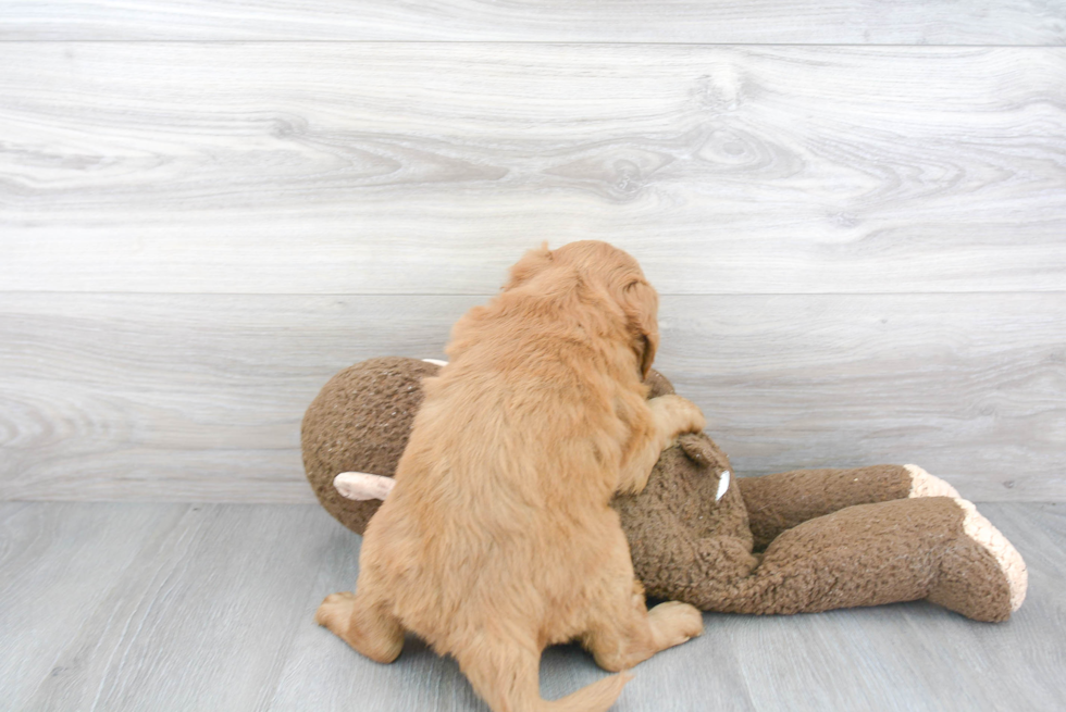 Mini Goldendoodle Pup Being Cute