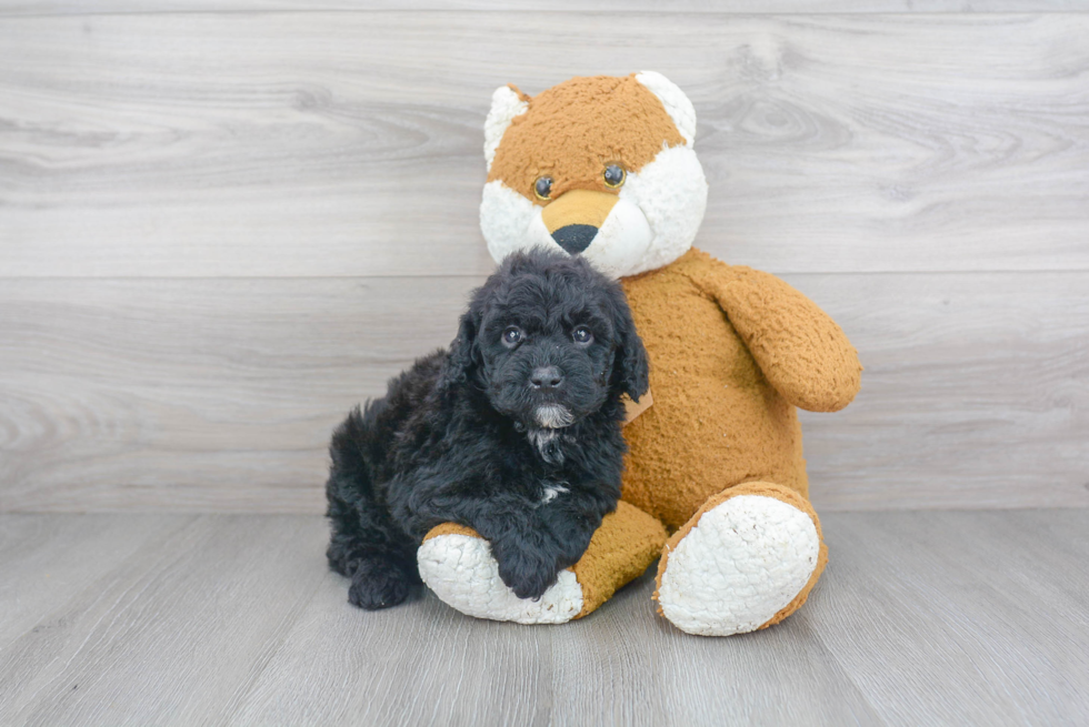 Popular Mini Goldendoodle Poodle Mix Pup