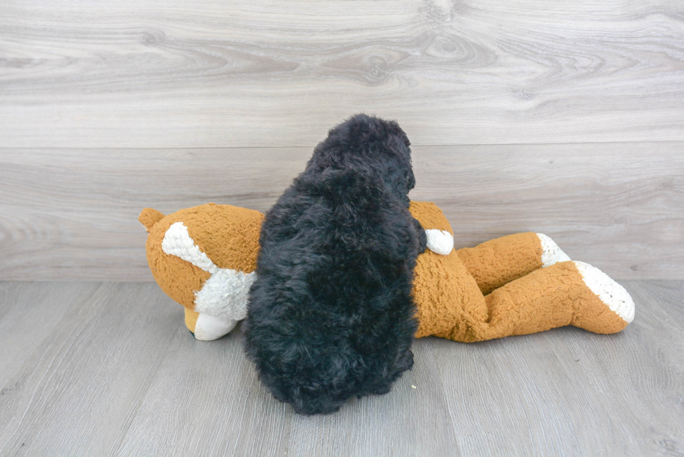 Hypoallergenic Golden Retriever Poodle Mix Puppy