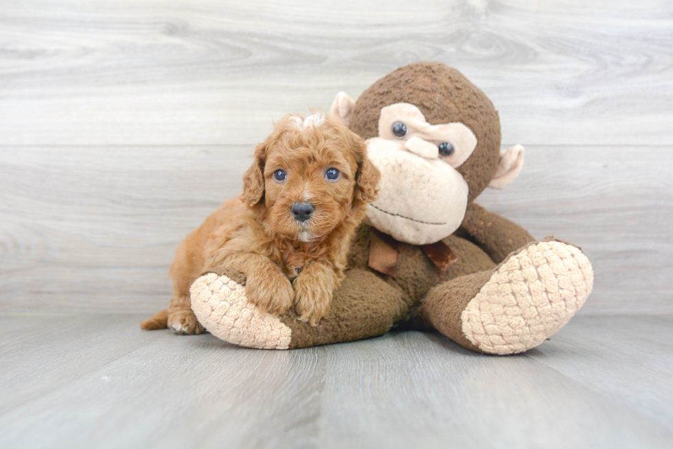 Happy Mini Goldendoodle Baby