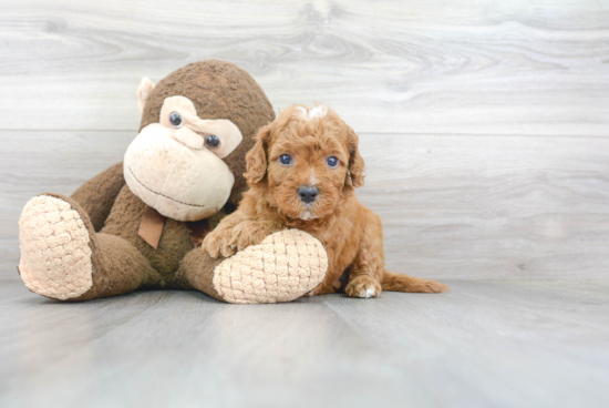 Best Mini Goldendoodle Baby