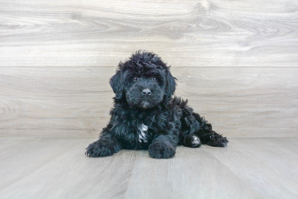 Mini Goldendoodle Pup Being Cute