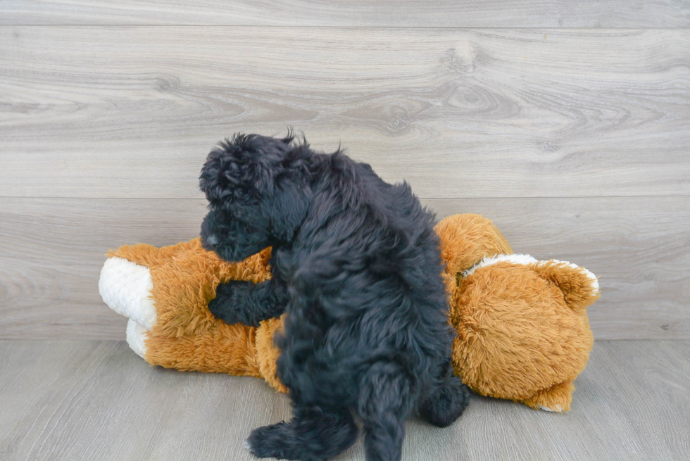 Cute Golden Retriever Poodle Mix Puppy