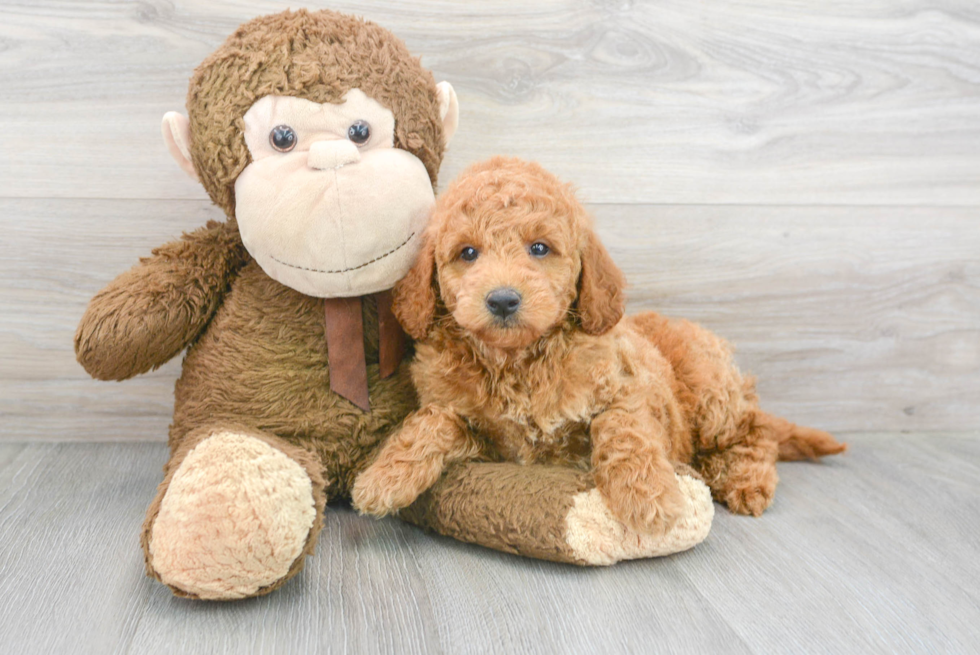 Smart Mini Goldendoodle Poodle Mix Pup