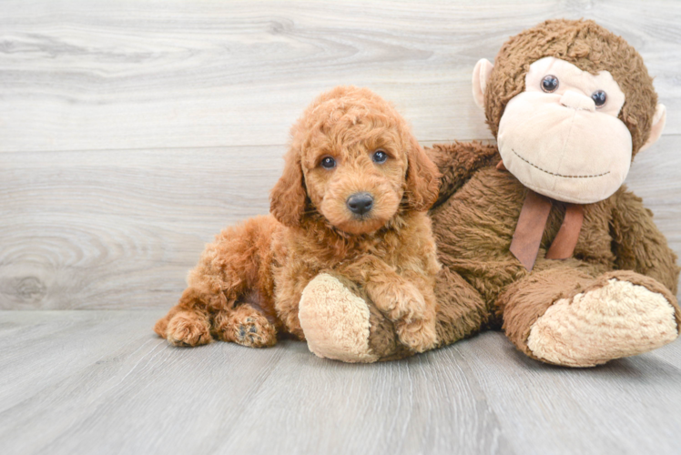 Petite Mini Goldendoodle Poodle Mix Pup