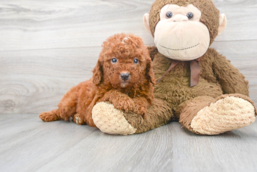 Popular Mini Goldendoodle Poodle Mix Pup