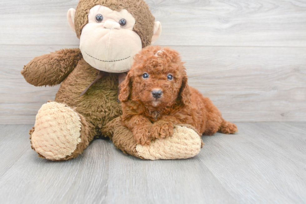 Little Golden Retriever Poodle Mix Puppy