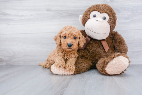 Mini Goldendoodle Puppy for Adoption