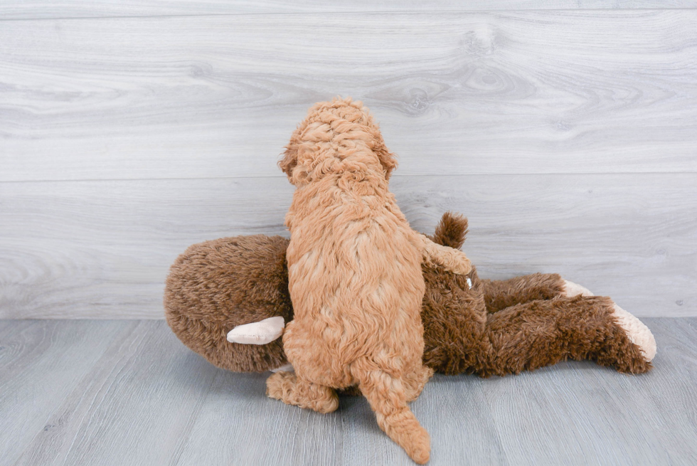 Hypoallergenic Golden Retriever Poodle Mix Puppy