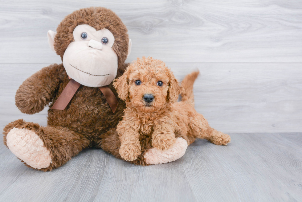 Adorable Golden Retriever Poodle Mix Puppy