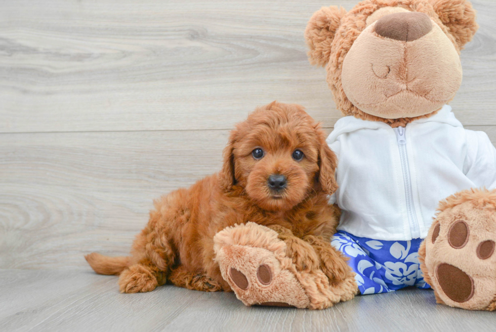 Petite Mini Goldendoodle Poodle Mix Pup