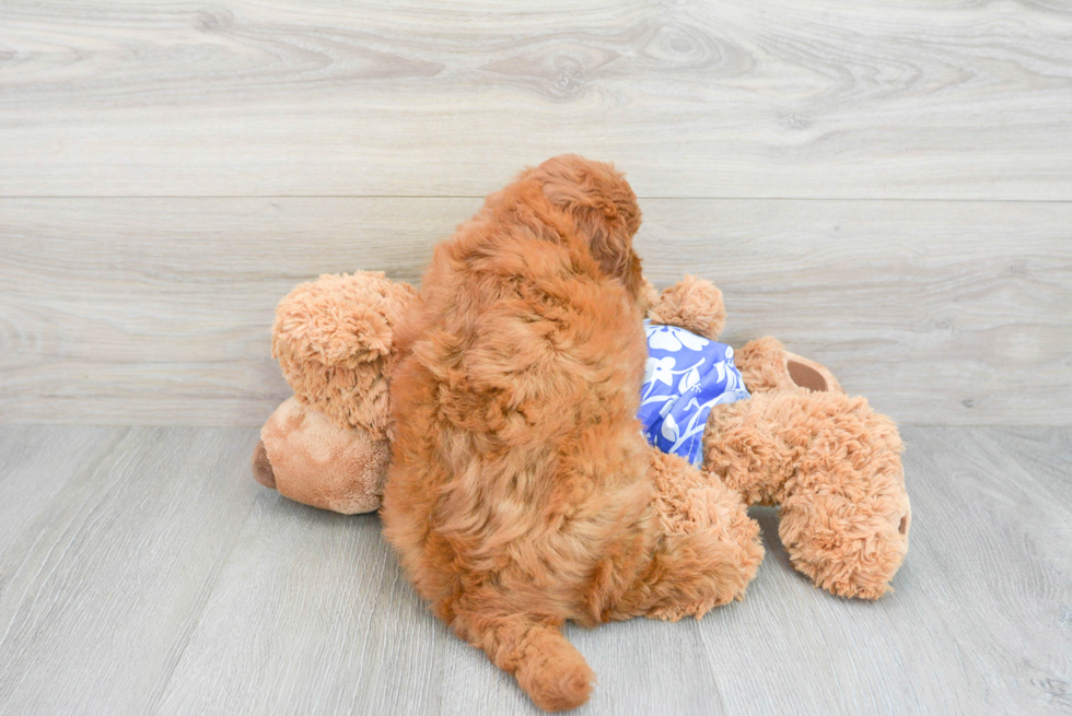 Funny Mini Goldendoodle Poodle Mix Pup