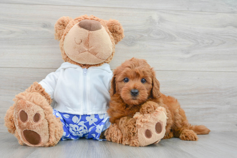 Small Mini Goldendoodle Baby