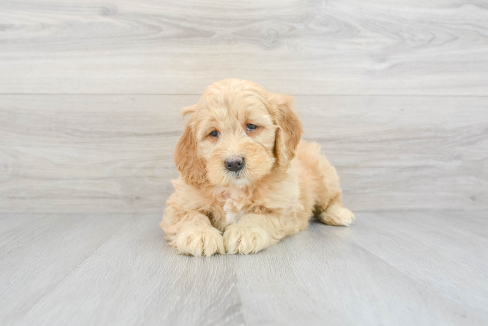 Mini Goldendoodle Pup Being Cute