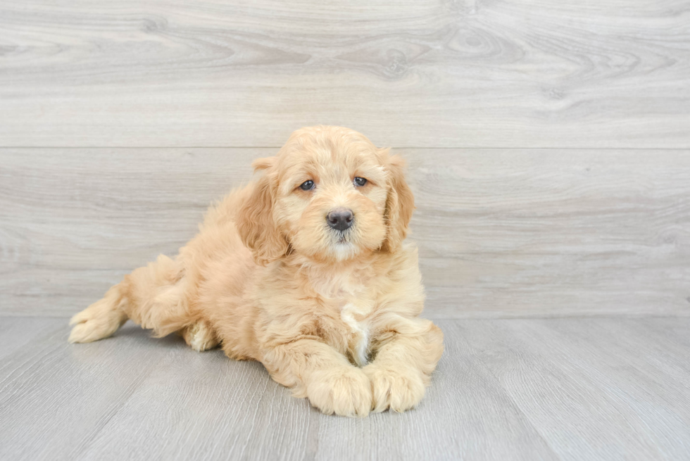 Energetic Golden Retriever Poodle Mix Puppy