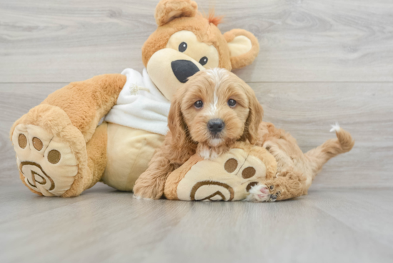 Best Mini Goldendoodle Baby