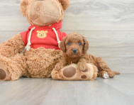 7 week old Mini Goldendoodle Puppy For Sale - Premier Pups