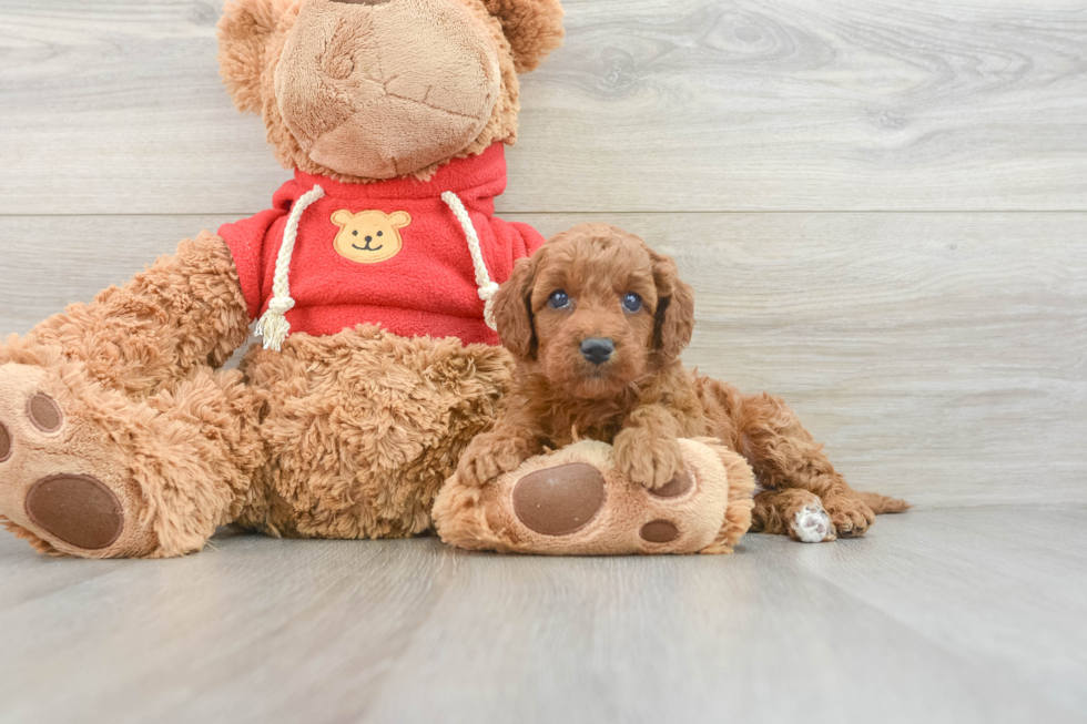 Funny Mini Goldendoodle Poodle Mix Pup